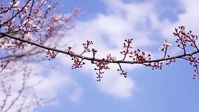 4k实拍春日自然风光含苞待放的小樱花风光视频的预览图
